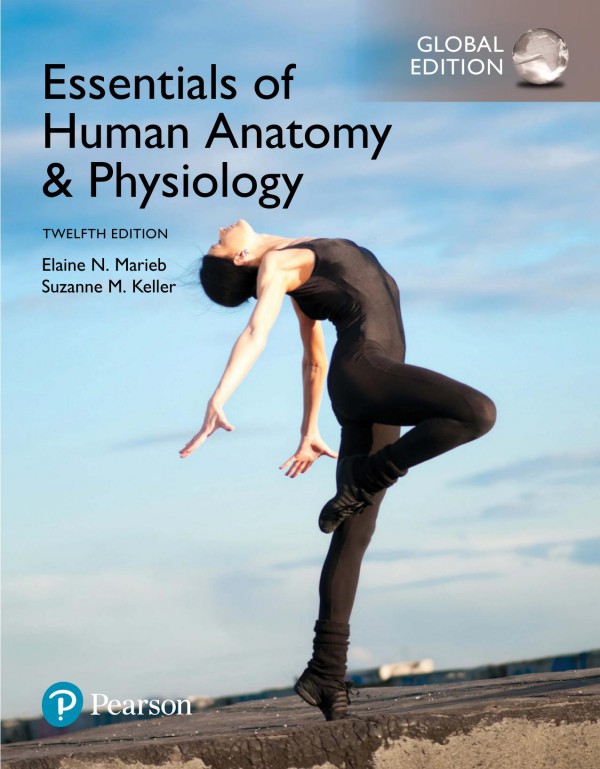 Cover of Essentials of Human Anatomy and Physiology12th ed Global Edition